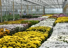 A nice overview of all varieties at Floritec.